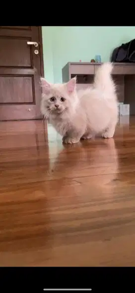 Munchkin minuet fawn