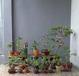 20 pot mini bonsai antik murah