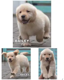 Golden retriever puppy betina stambum