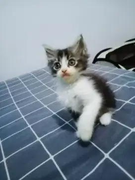 Lepas Adopsi Kitten Jantan Persia