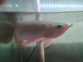 Red arowana  sepauk dayung panjang