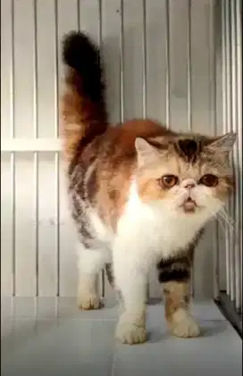 Peaknose Exo Calico Line Ped