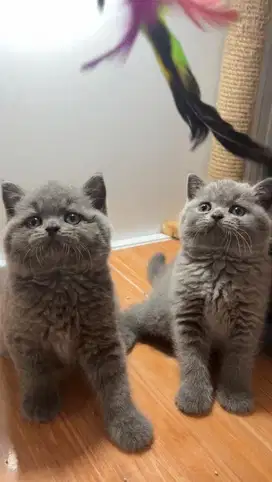 BSH Kitten Pure Gembul