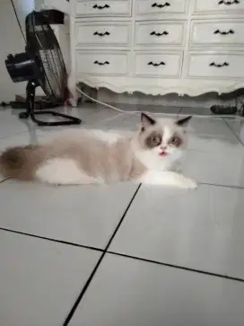 Kitten rangdoll pure