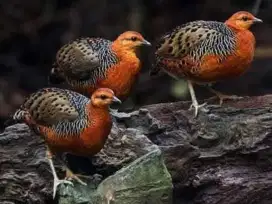 Puyuh Tarun sepasang