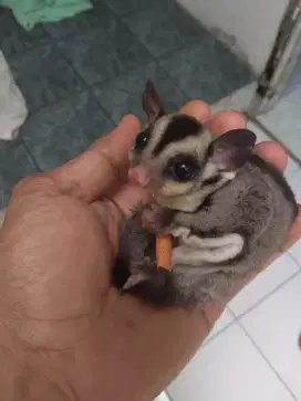 sugar glider CG jantan