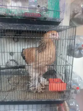 Ayam brahma betina