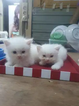 Kucing kitten persia