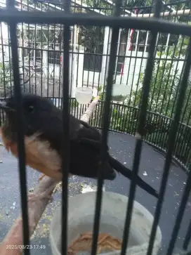 Murai medan ekor panjang