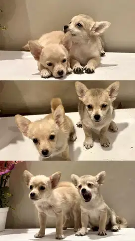 Anakan Pomeranian x chihuahua