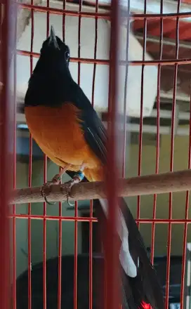Murai Bahorok Ekor 25