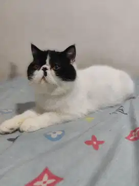 Kucing persian exotic