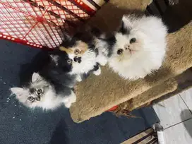 Kitten persian peaknose jantan black van