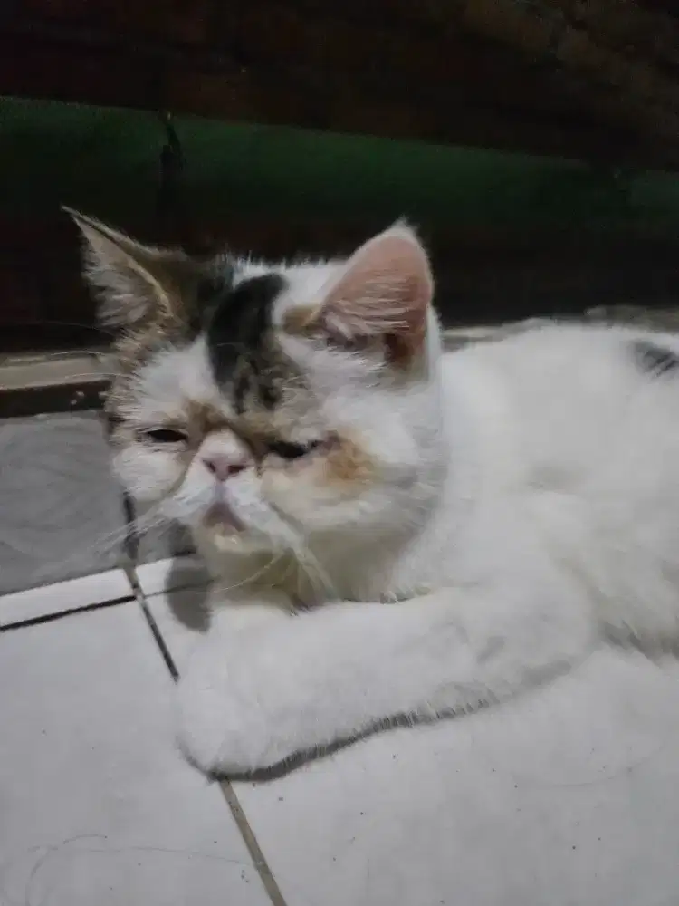 KITTEN EXOTIC SHORTHAIR JANTAN 6 BULAN
