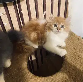Kucing persian mix maincoone