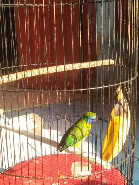 Kinoy jantan minus Bondol burung rawatan  Lok Depok 2 timur