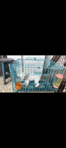 Maltise betina usia 5 bulan