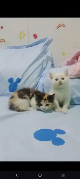 kiteen persia himalaya red point dan calico