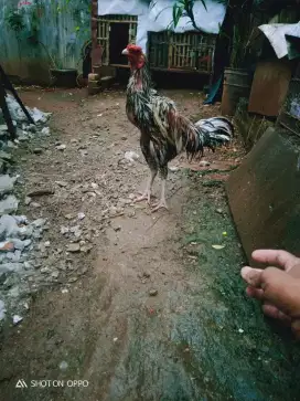 Dijual ayam bangkok dewasa masih muda