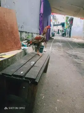 Dijual ayam bangkok dewasa msih muda