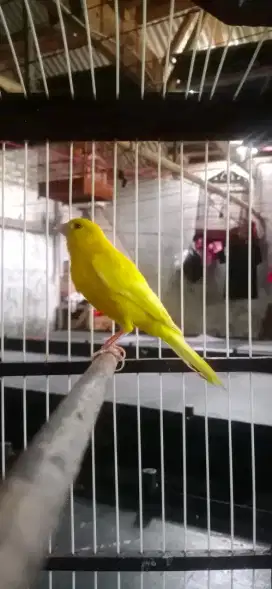 kenari kuning stabilo polos gacor siang malam