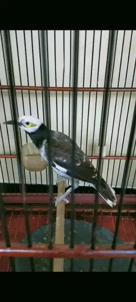 jalak hongkong mulus rajin bunyi
