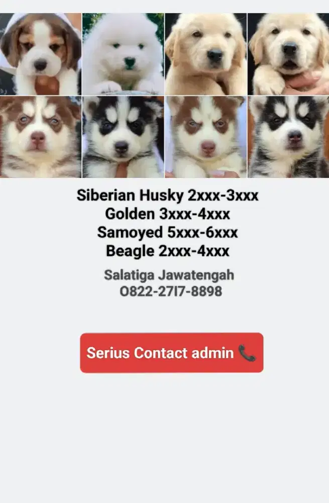 Golden, Siberian Husky, Samoyed, Corgi , Beagle