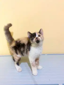 Calico betina 3 bulan Murmer aja