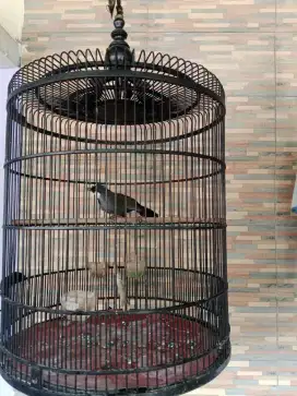 Jual Poho betina