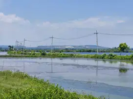 Dijual Lahan Tambak Produktif dekat JIIPE Ujung Pangkah Gresik Murah