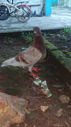Burung dara 2 pasang giring dan anakan 4 ekor