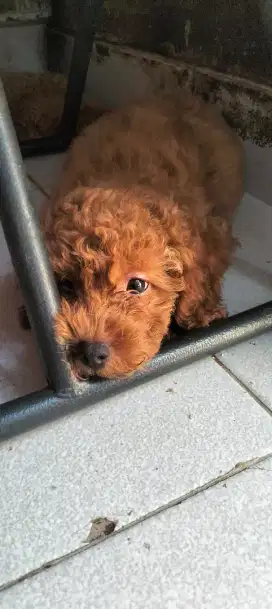 Toy poodle betina