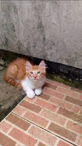 Kitten mix dome