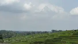 Di jual tanah kebun durian dan manggis view sawah cocok untuk hunian
