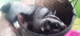Sugar Glider tipe Classic Grey