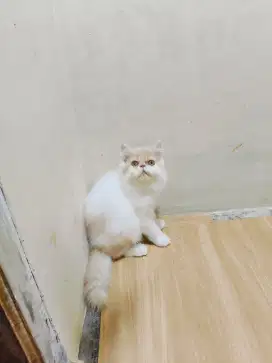Kitten Persia flatnose