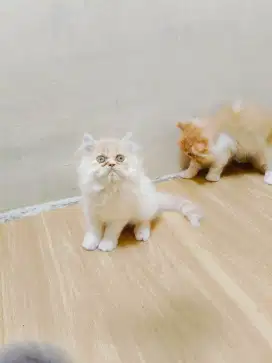 Kitten Persia jantan