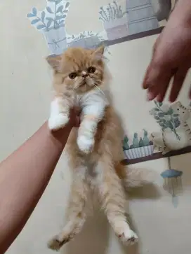 Kitten Persia peaknose