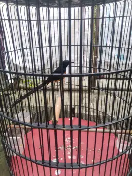 Murai Muda Hutan Ekor Panjang