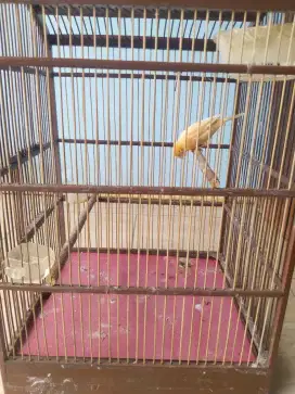 Kenari Kuning Cerah