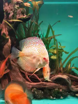 Dijual ikan Discus size 4 up