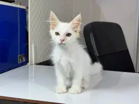 Kitten Mainecoon white solid