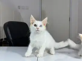 Kitten mainecoon white solid