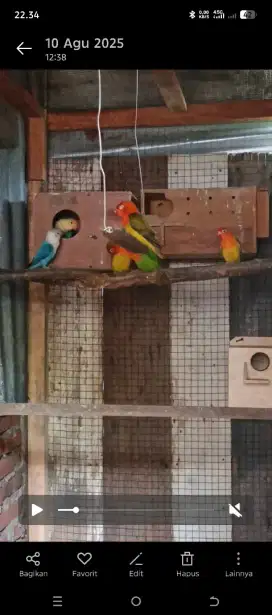 Burung loverbird