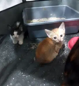 Lepas adopt mixdom kitten+indukan