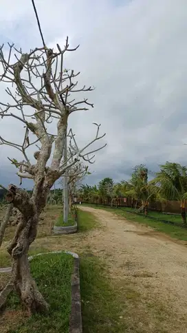 Dijual Tanah, Daerah Tabanan Dekat Dengan Pura Tanah Lot Kavling E4