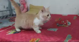 Munchkin BSH Mix Jantan Line Ped