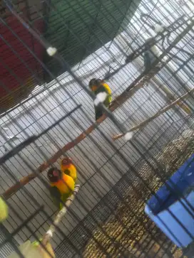Lovebird jodoh pasangan