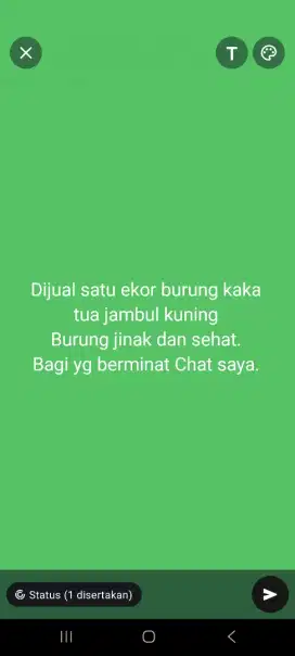 Dijual satu ekor burung