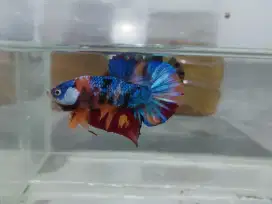 Ikan cupang multi